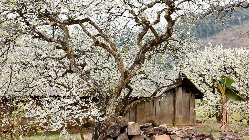 vietnam moc chau tet 1024 - Voyager au Vietnam durant le Têt : expériences, traditions et vie locale
