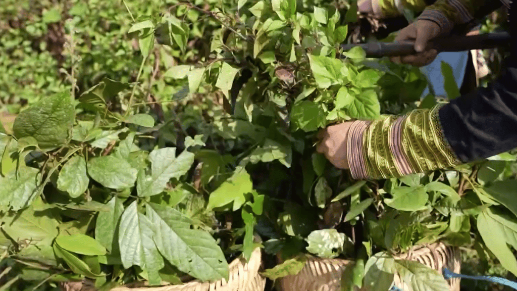 Femmes Dao rouges à Sapa cueillant des plantes médicinales pour préparer le bain traditionnel