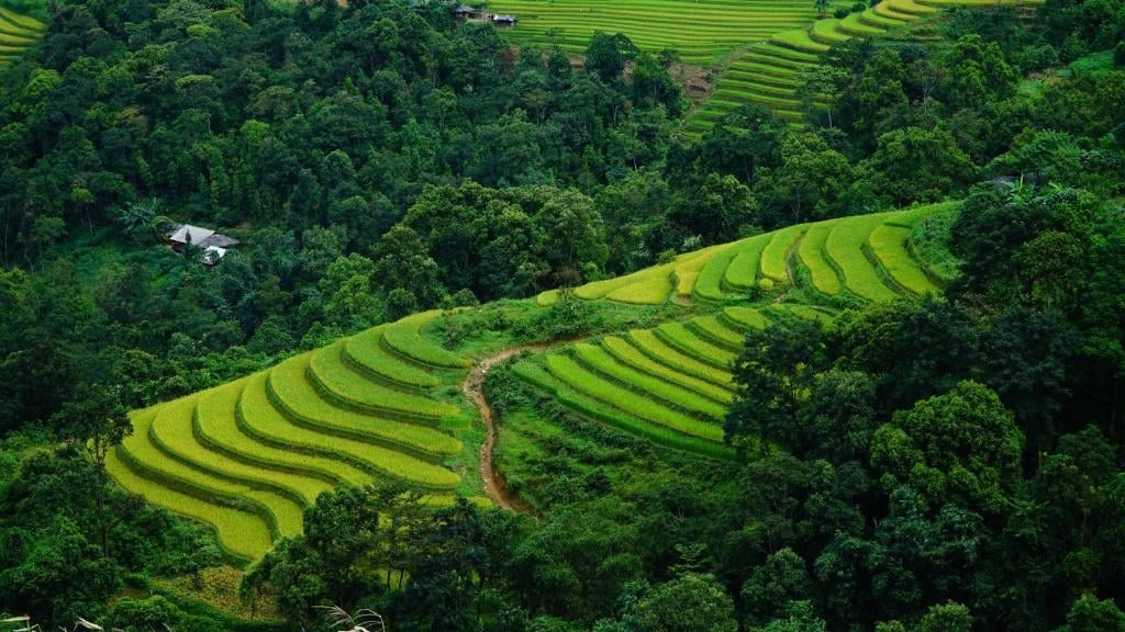 Quelle est la meilleure période pour voir les rizières au Vietnam ? - vietnam sapa hotel huy trung 1024 2 Huy Trung homestay