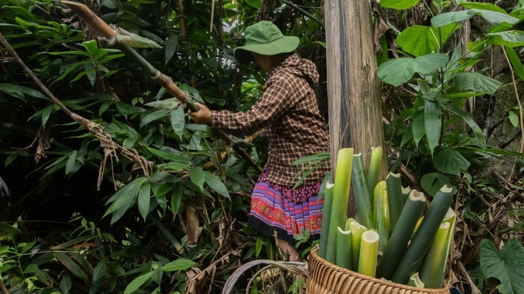 R&eacute;colte de l&rsquo;arbre Giang