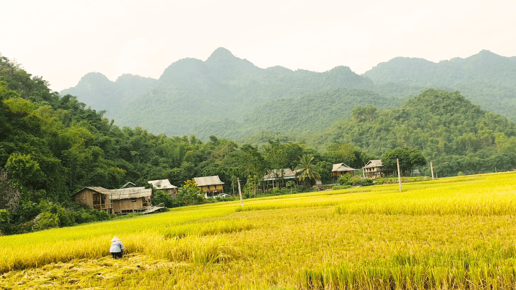 Villages de Mai Chau : à la découverte d’une vie locale authentique - vietnam mai chau village pom coong 1024 Vie locale authentique au Village de Pom Coong Mai Chau