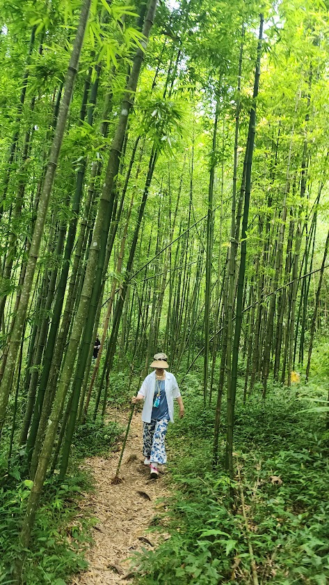 Randonnée à travers une forêt de bambous