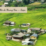 Randonnée à Muong Hoa : une vue plongeante sur la vallée et ses rizières en terrasses