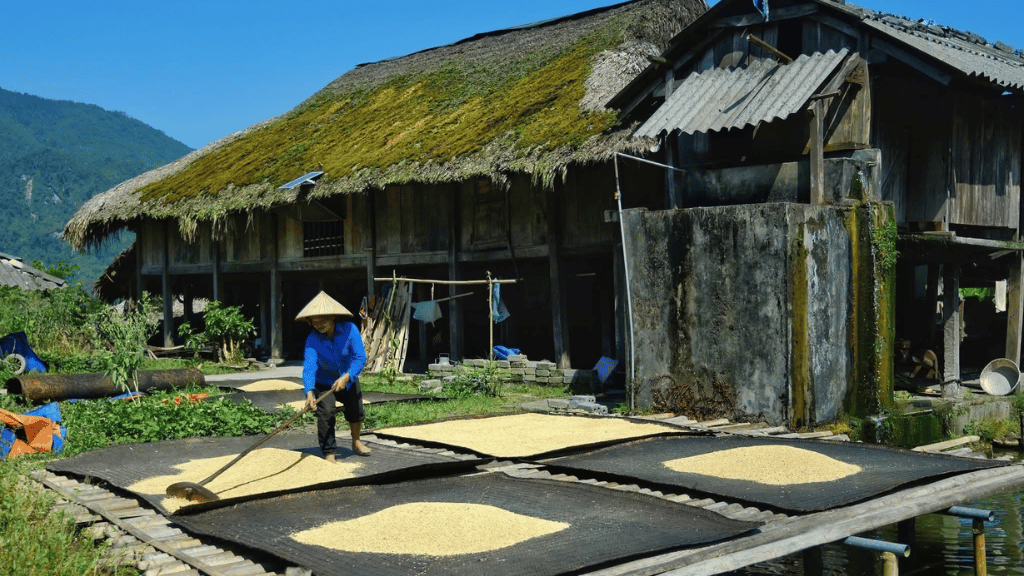 Explorer 7 villages à Ha Giang pour ressentir toute l’authenticité locale - vietnam hagiang village xa phin 04 1024 Habitants faisant sécher le riz devant leur maison après la récolte