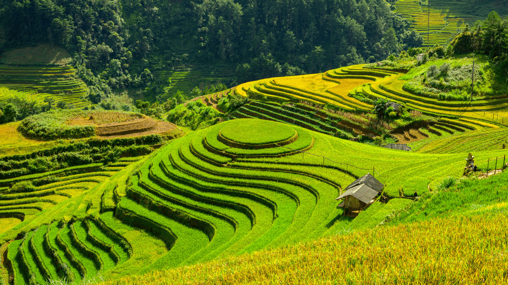 Vue sur la colline de Mâm Xôi et ses rizières en terrasses à Mu Cang Chai