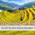 Rizières dorées au Vietnam