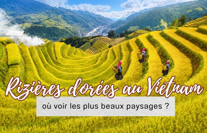 Rizières dorées au Vietnam