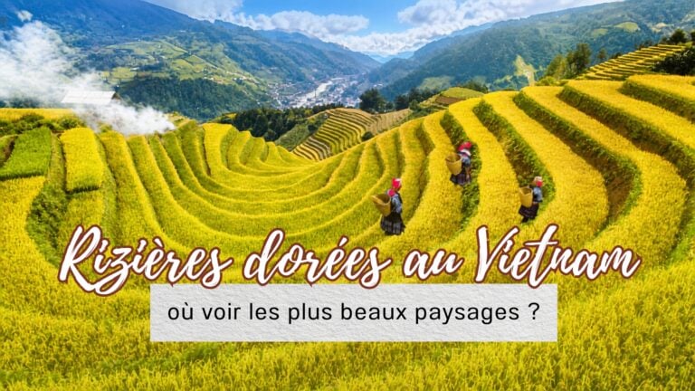 Rizières dorées au Vietnam