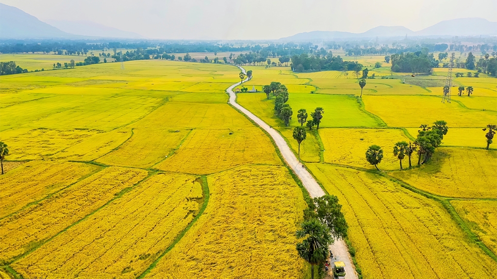 Les rizières de Ta Pa s’étendent à perte de vue, offrant un tout autre visage des paysages de riz du Vietnam.