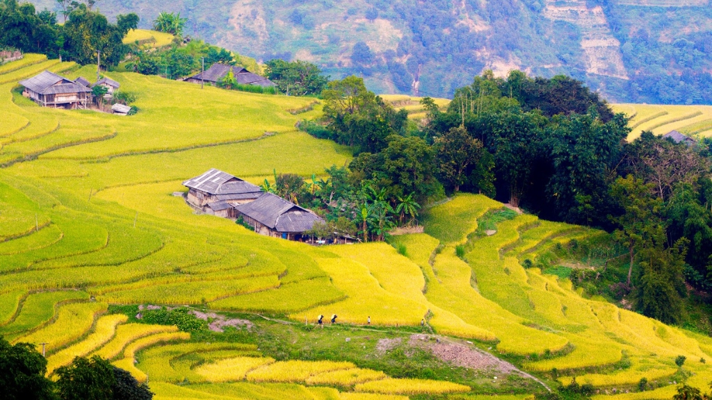 À Sa Pa, les rizières dorées au Vietnam se dévoilent dans toute leur beauté entre montagnes et vallées.