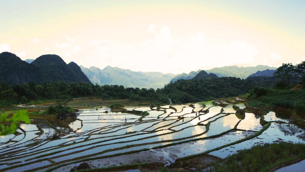 Saison de mise en eau des rizières en terrasses à Pu Luong