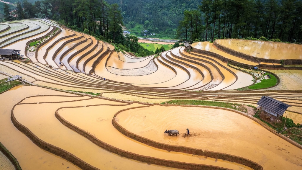 Une scène de récolte traditionnelle au cœur des rizières vietnamiennes.