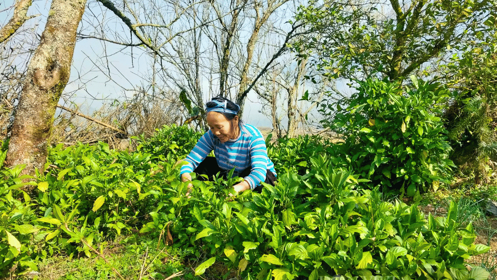 Les Hmong plantent l’indigo près de leur maison ou dans leurs champs, ce qui permet de suivre plus facilement sa croissance et de le récolter