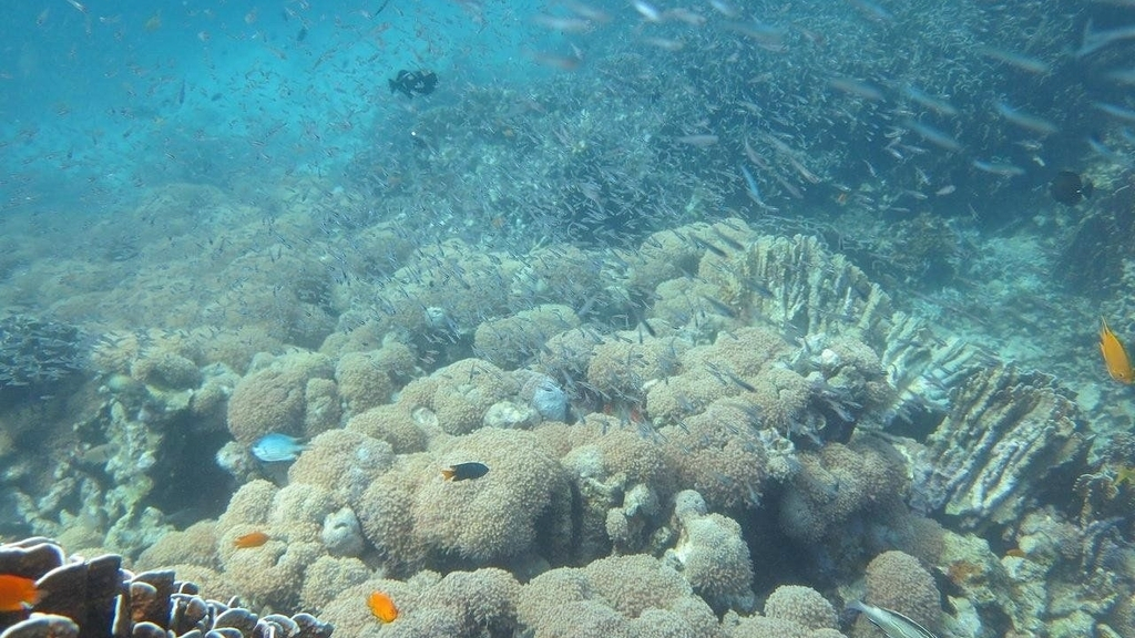 Elephant Head Rock : les reliefs sous-marins des Similan