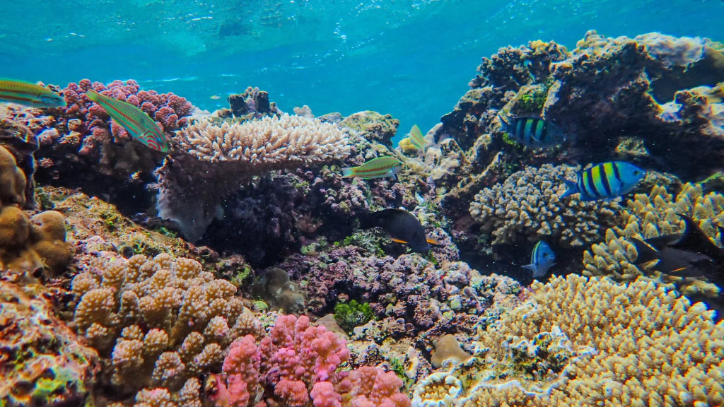 Sous la surface des Similan : un monde de coraux et de poissons