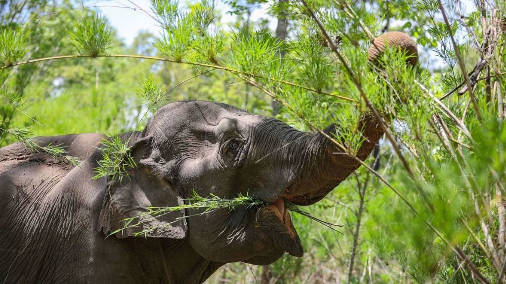 Que voir et faire aux Hauts Plateaux du Centre Vietnam? - vietnam hauts plateaux du centre vietnam elephants Observer les éléphants dans le respect de leur bien-être