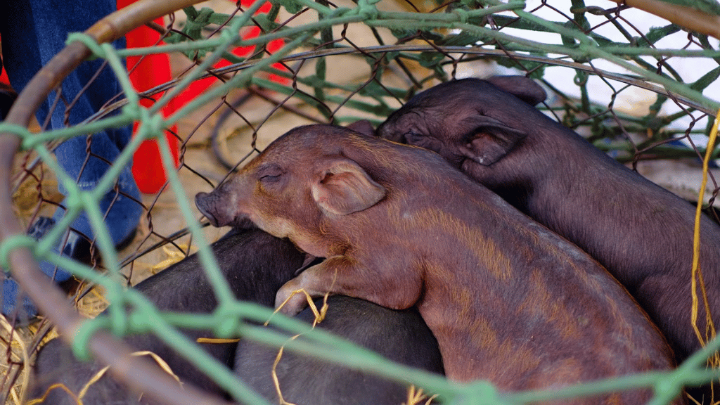 Aux côtés des produits agricoles et artisanaux, les animaux occupent aussi une place dans les échanges du marché de Pa Co